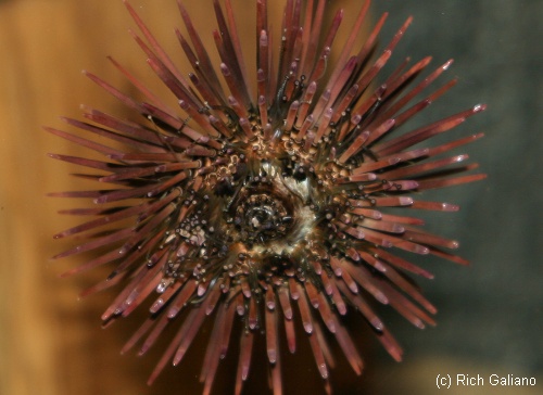 Purple Sea Urchin obverse
