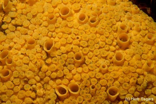 Sponges ~ New Jersey Scuba Diving